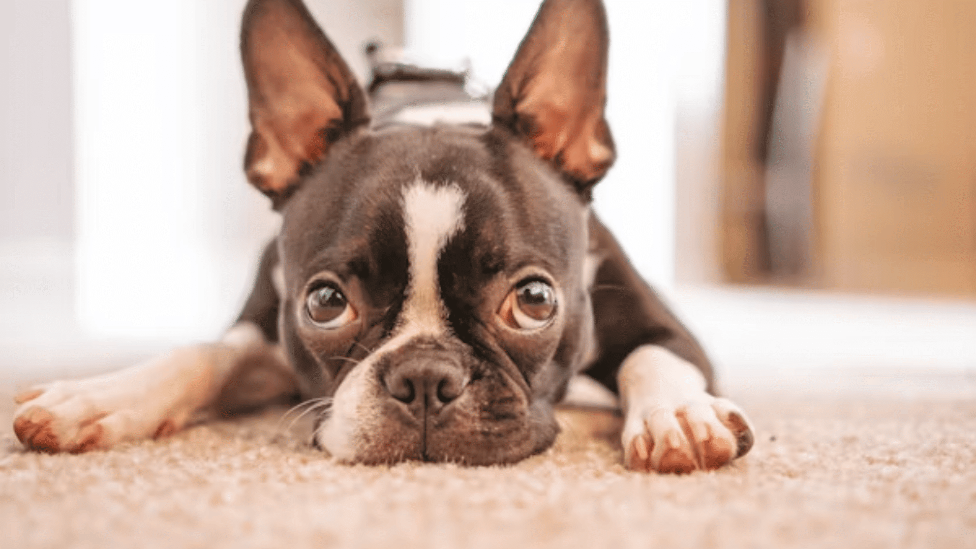 boston terrier lying on a carpet and staring directly at the camera