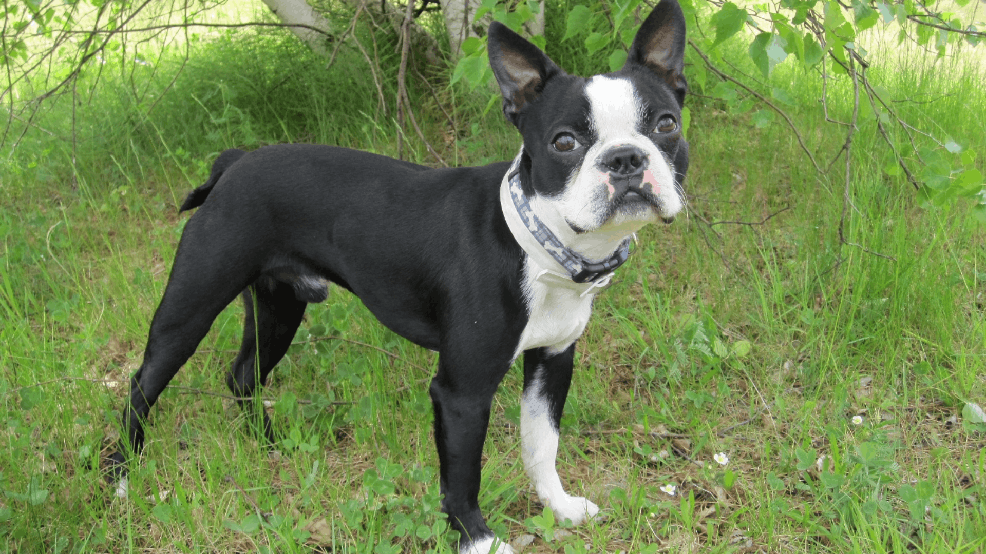 boston terrier with a slight underbite standing on green grass beneath leafy trees wearing a collar and looking toward the camera