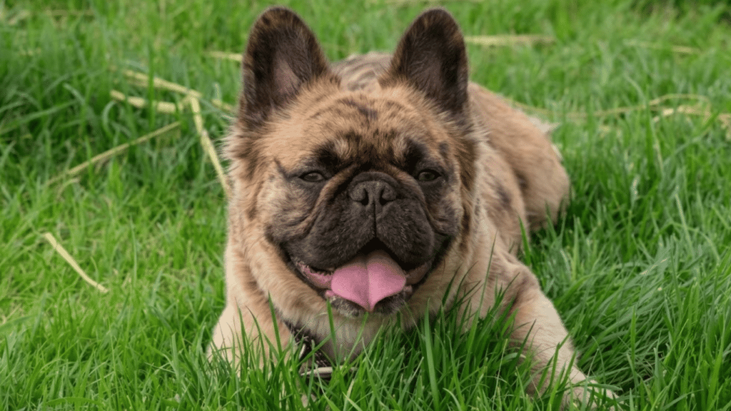 brindle french bulldog lying in lush green grass with tongue out and looking toward the camera