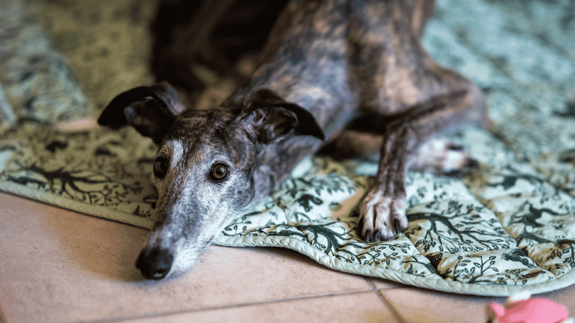 brindle greyhound lying on a patterned blanket indoors with its head resting on the floor and looking forward