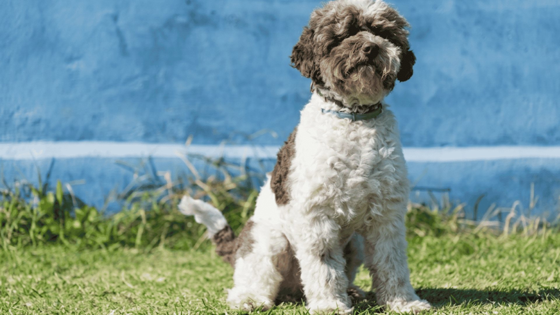 brown and white curly coated dog sitting on green grass in front of a blue wall wearing a light colored collar