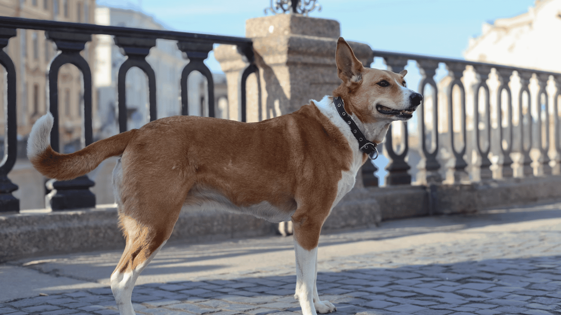 brown and white dog standing on a cobblestone bridge wearing a black collar (1)