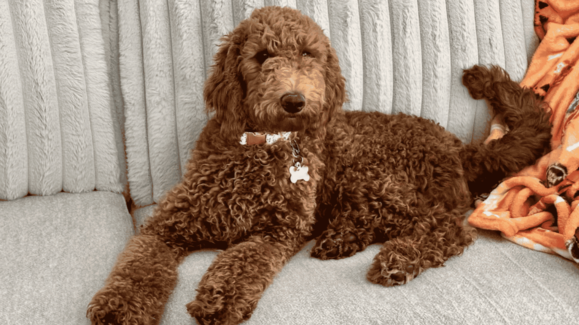 brown curly coated dog wearing a collar with a tag lying on a light gray sofa beside a colorful blanket