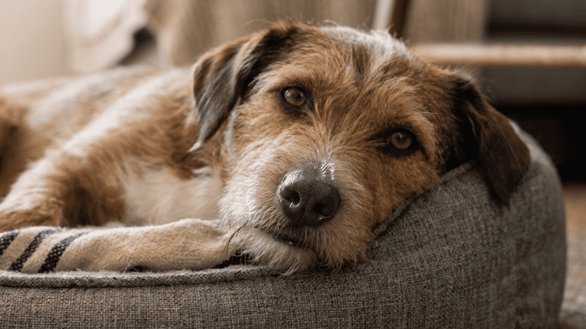 brown dog resting in a soft gray pet bed indoors with its head on the edge looking calmly toward the camera