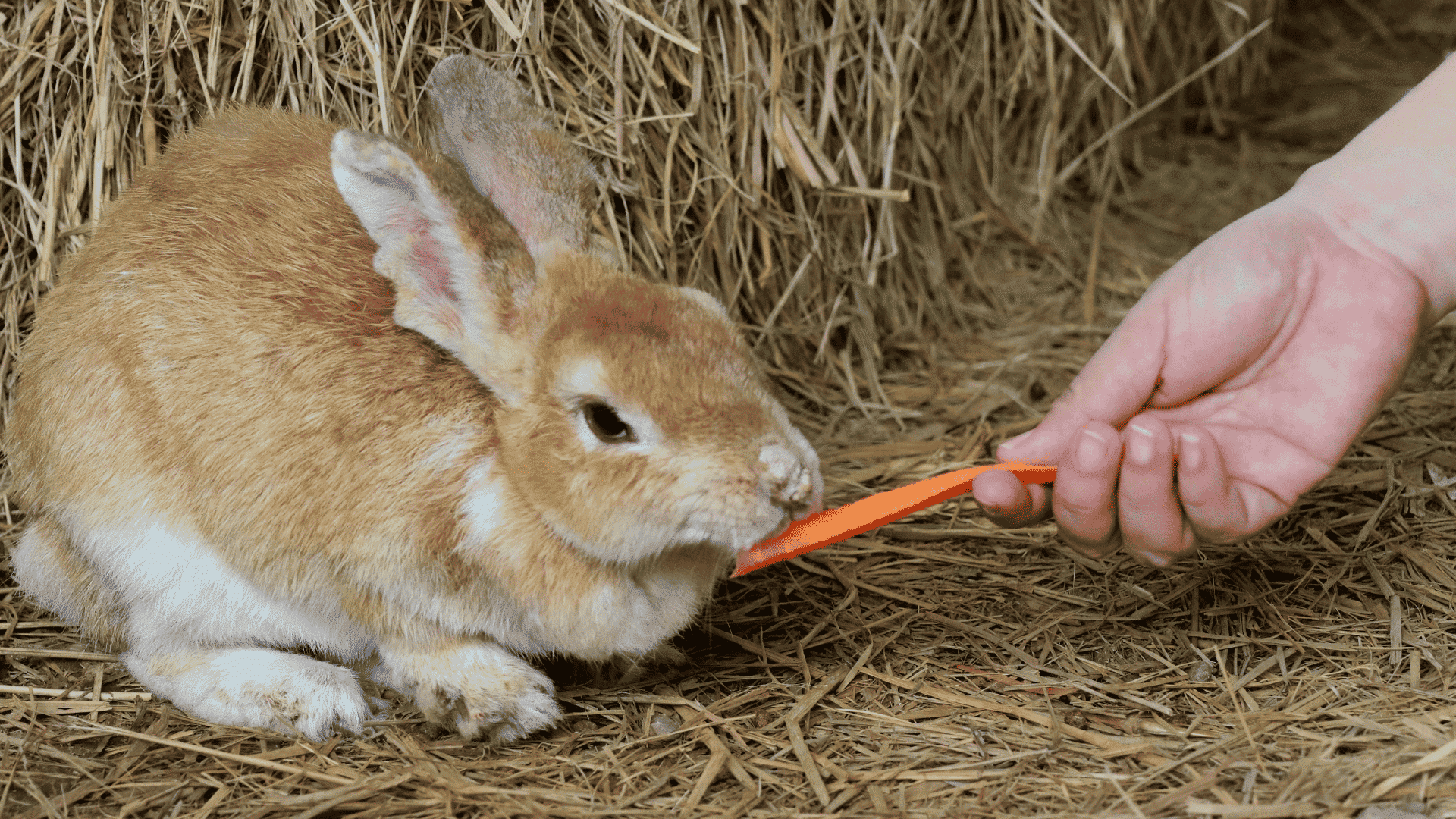 brown rabbit nibbling a carrot held by a person while sitting on straw beside stacked hay bales in a barn setting