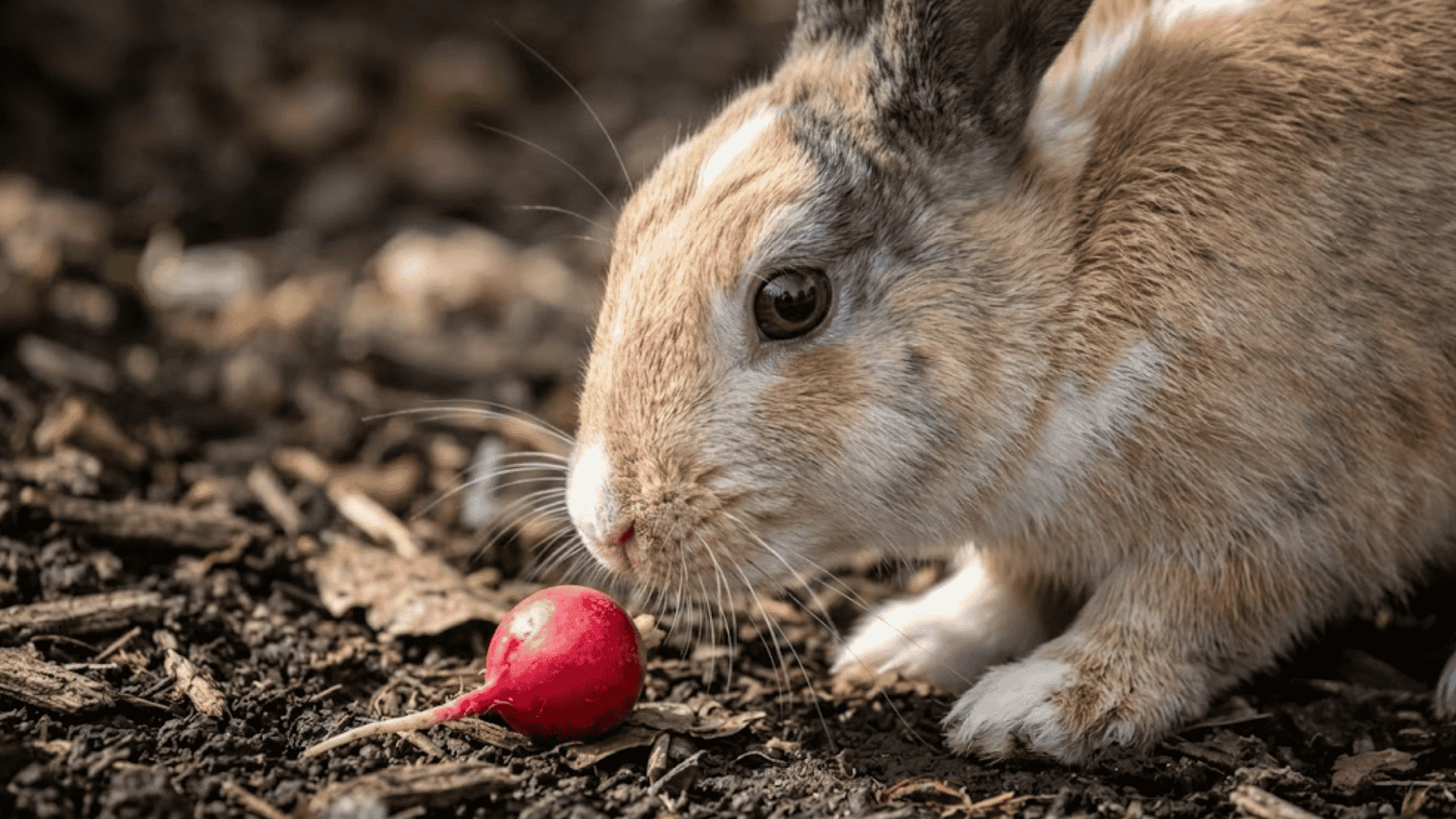brown rabbit sniffing a red radish resting on soil in a garden with focused eyes and natural outdoor surroundings