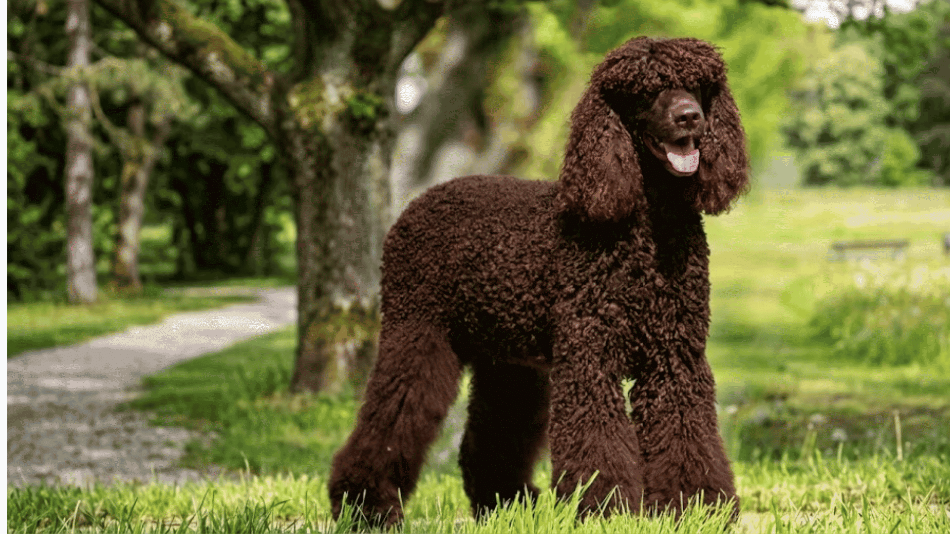 brown standard poodle standing on grass with a curly coat and tongue hanging out