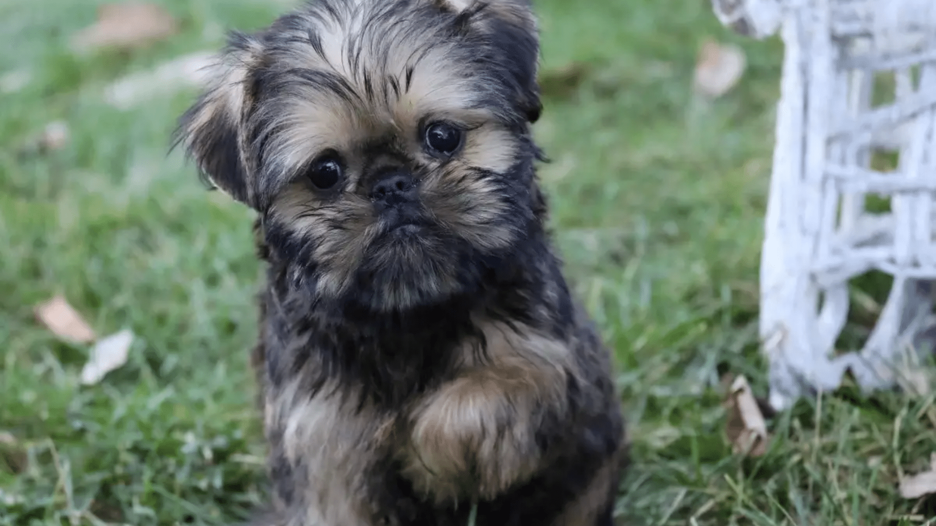 brussels griffon puppy with a slight underbite sitting on green grass looking toward the camera with its head slightly tilted