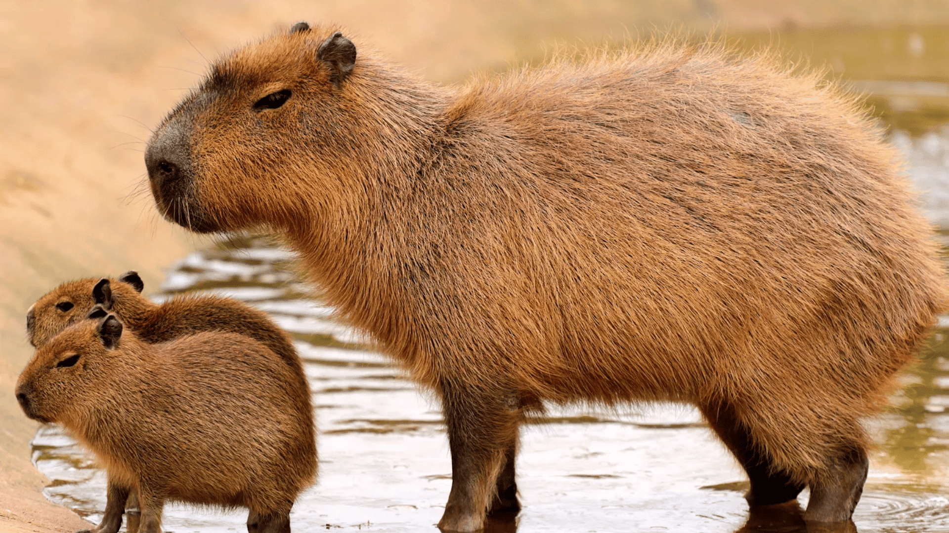 capybara resting on a sandy riverbank beside calm water with green vegetation and trees in the background