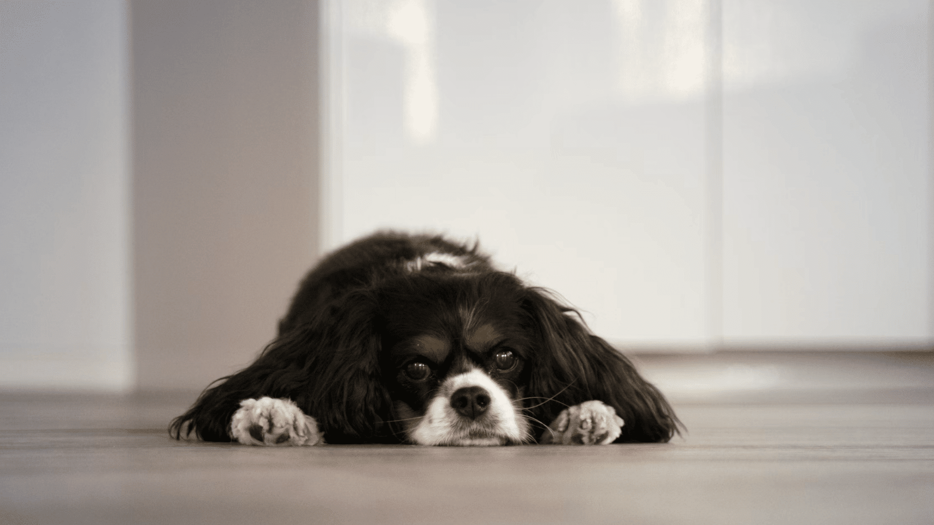 cavalier king charles spaniel lying flat on the floor looking toward the camera