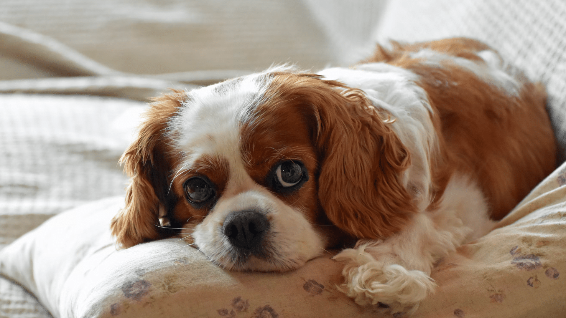 cavalier king charles spaniel lying on a floral cushion indoors looking ahead with wide expressive eyes