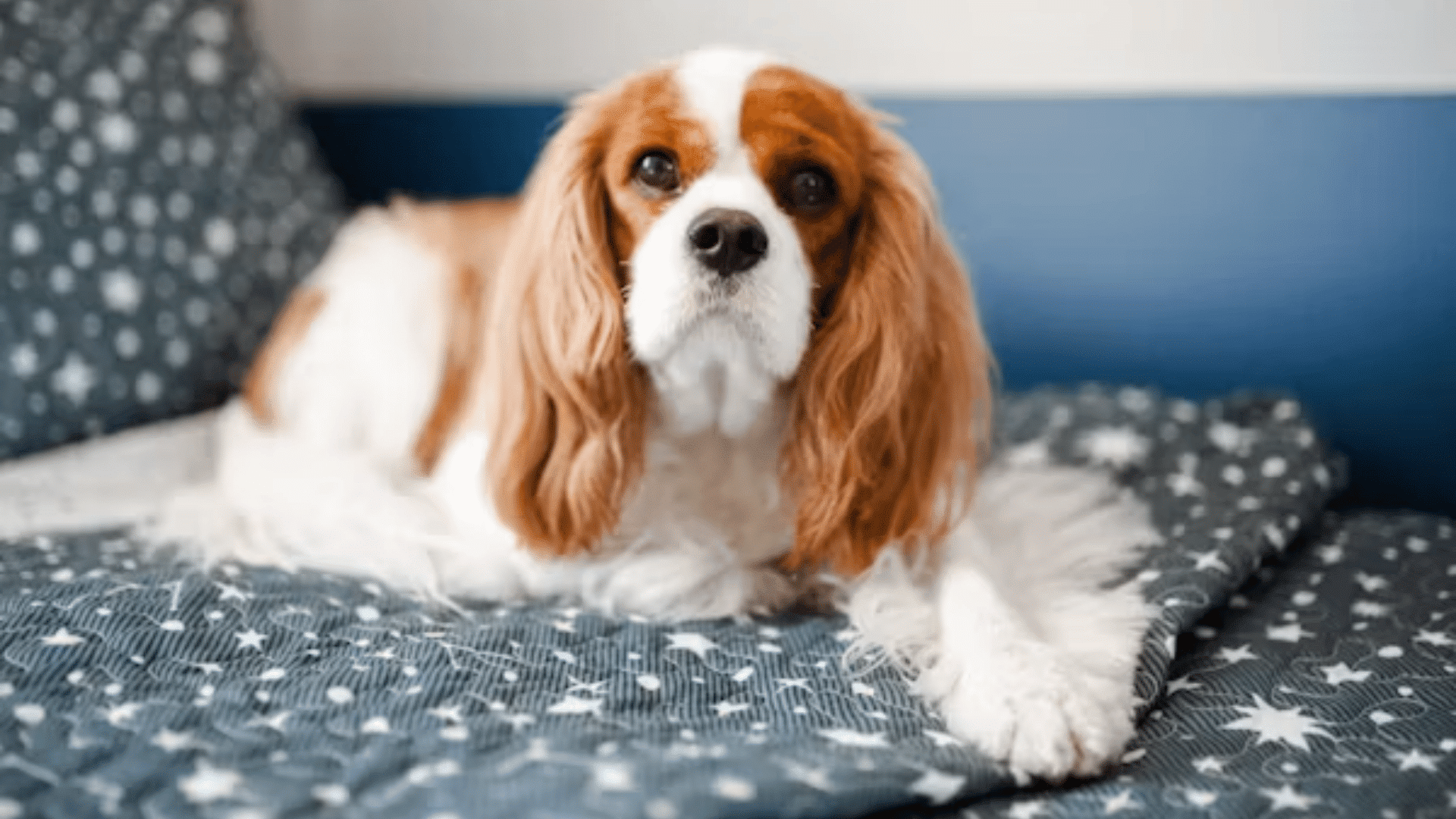cavalier king charles spaniel lying on a patterned bed and looking ahead