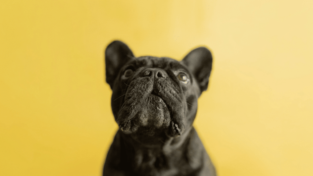 close up of a black french bulldog looking upward against a solid yellow background