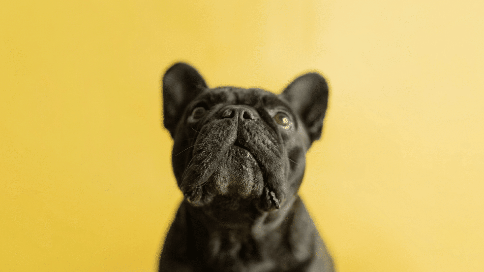 close up of a black french bulldog looking upward against a solid yellow background