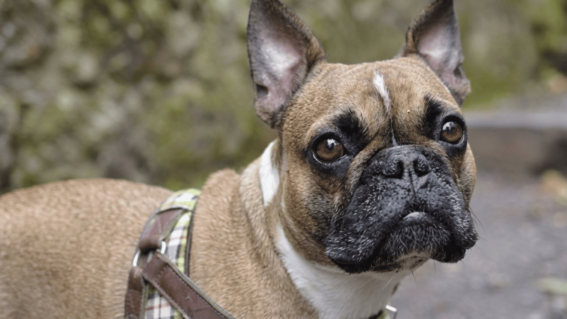 close up of a french bulldog wearing a plaid harness outdoors