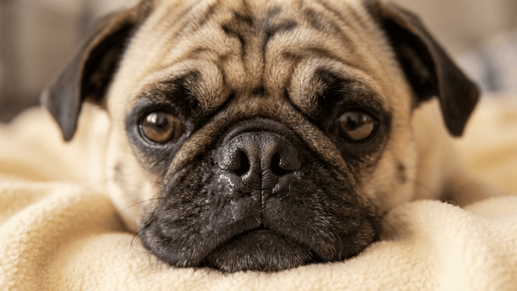 close up of a pug resting on a soft blanket with a small drop of drool hanging from its mouth while looking at the camera