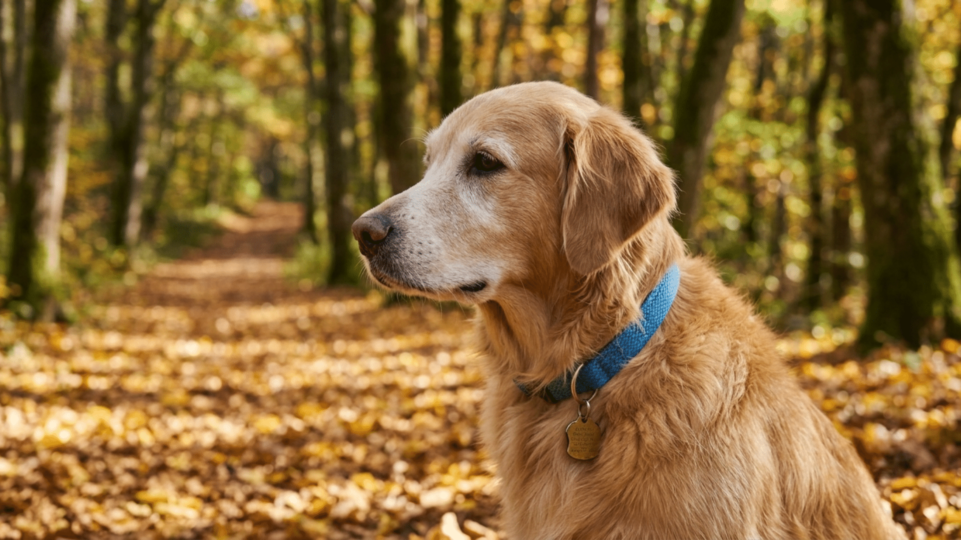close up profile of an old golden retriever with a blue collar sitting on an autumn forest path covered in leaves