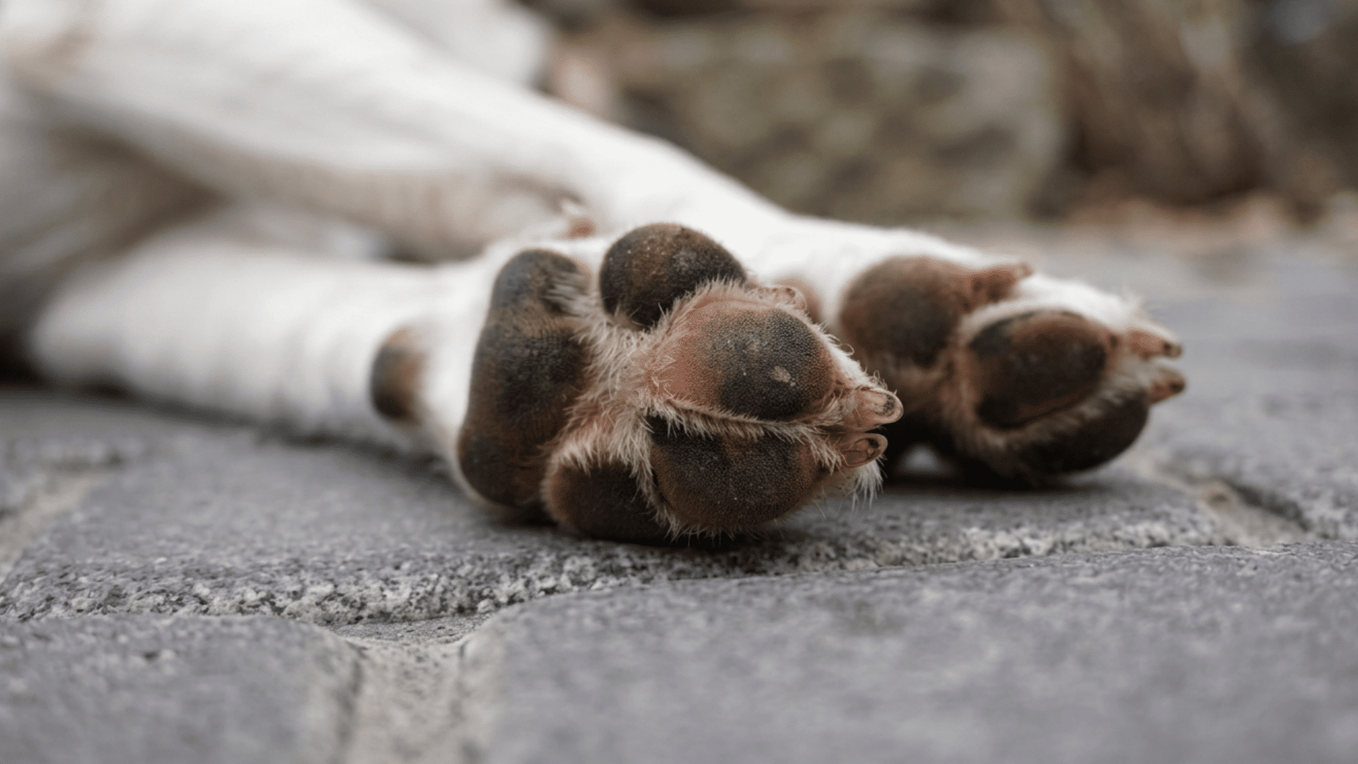 Close-up view of dog paws resting on stone surface showing paw condition