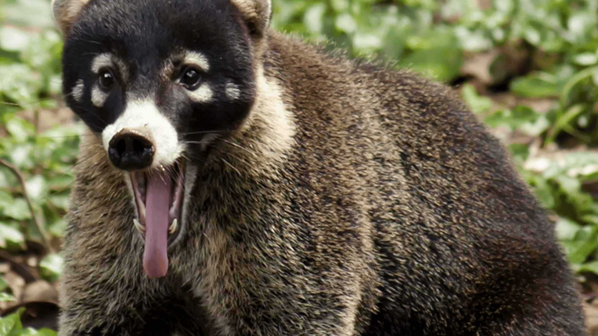 coati standing among green ground vegetation with its mouth open displaying distinctive facial markings and dense fur outdoors