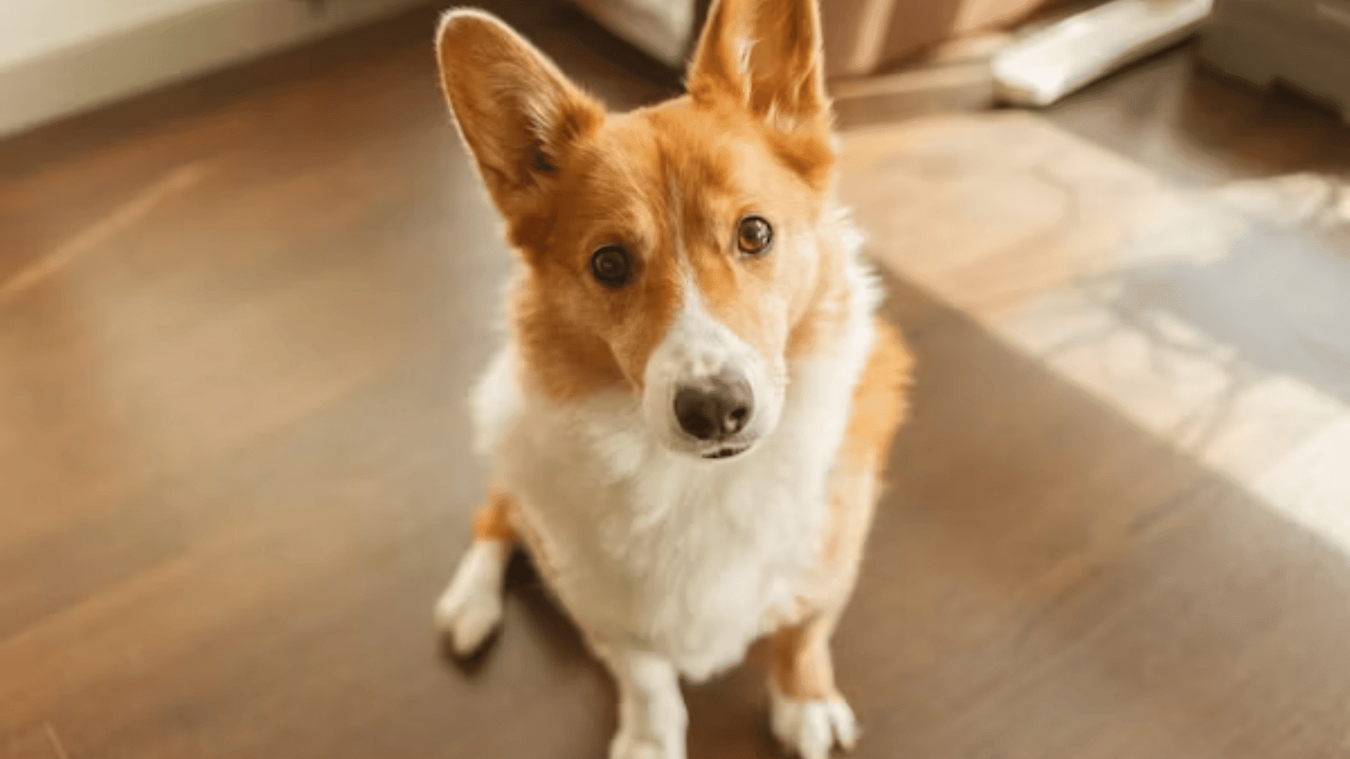 corgi dog sitting on a wooden floor and looking up toward the camera