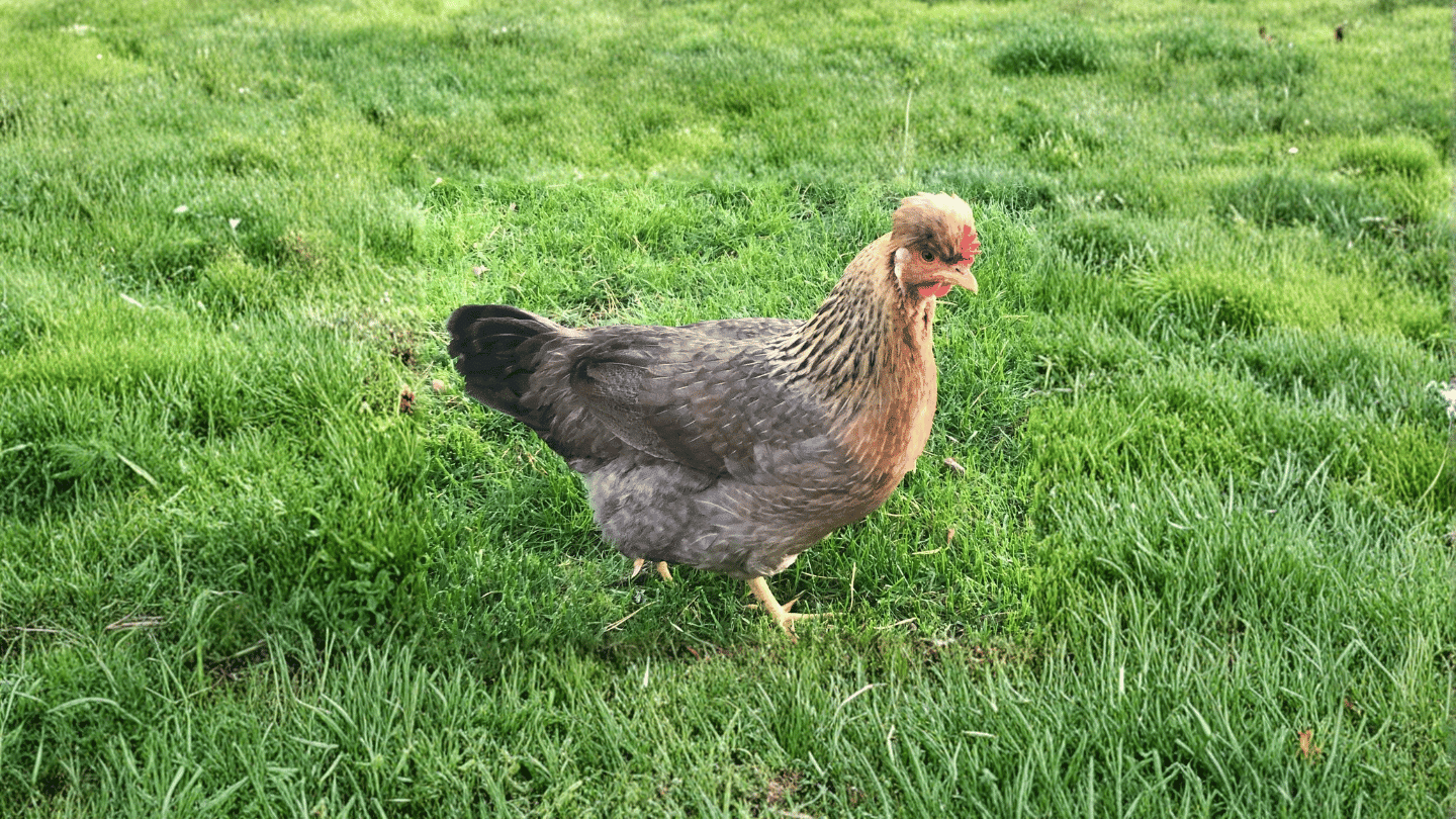 cream legbar hen with brown and grey feathers a small crest on its head stands on green grass