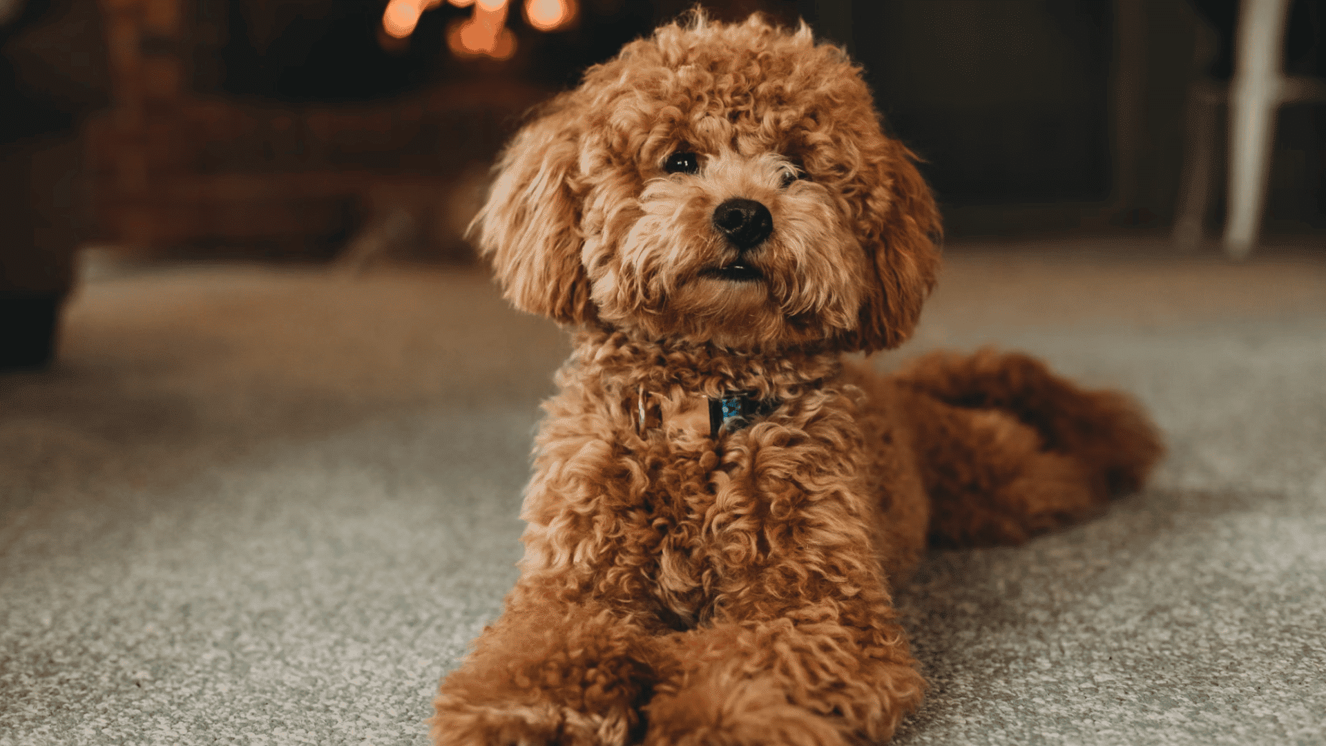 _curly brown poodle lying on a carpet indoors looking toward the camera with a fireplace glowing in the background