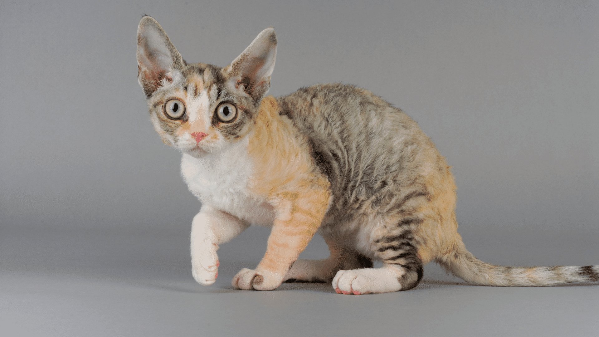 devon rex kitten with curly fur oversized ears and wide eyes standing on a gray studio background