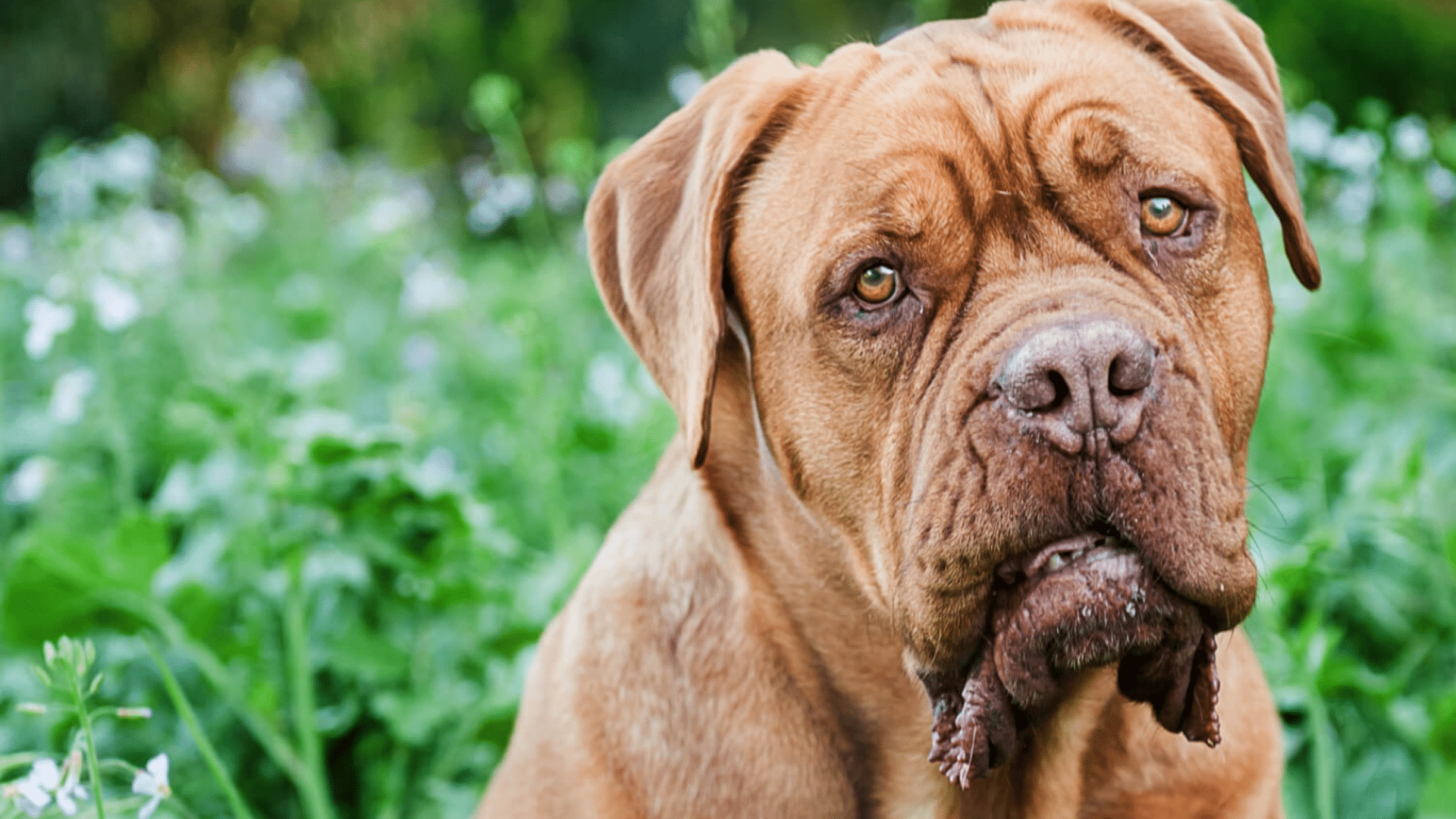 dogue de bordeaux with a slight underbite and drooping jowls sitting among green plants looking toward the camera outdoors