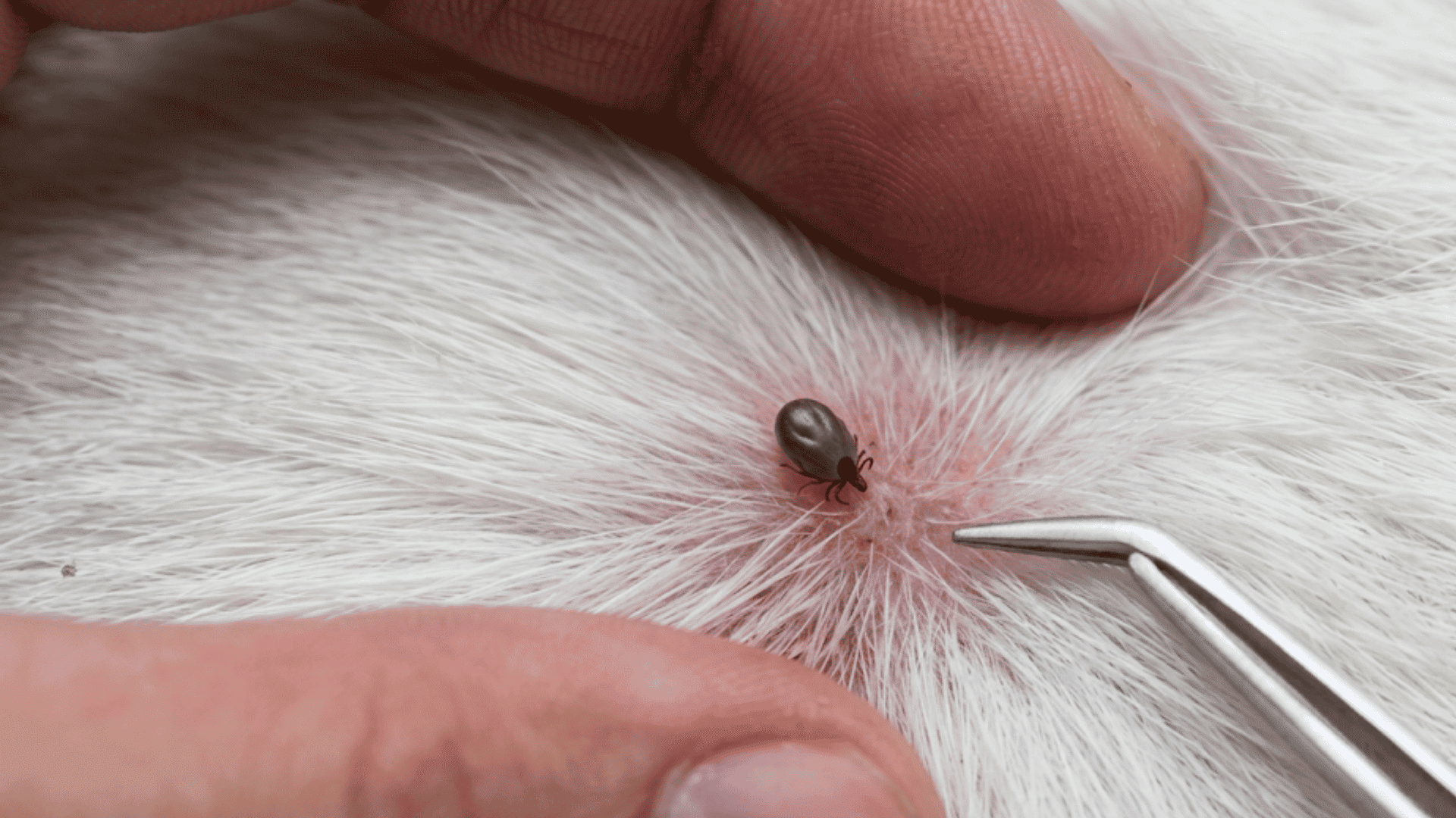engorged tick attached to a dogs skin as fingers part the fur and a tick removal tool prepares for safe extraction