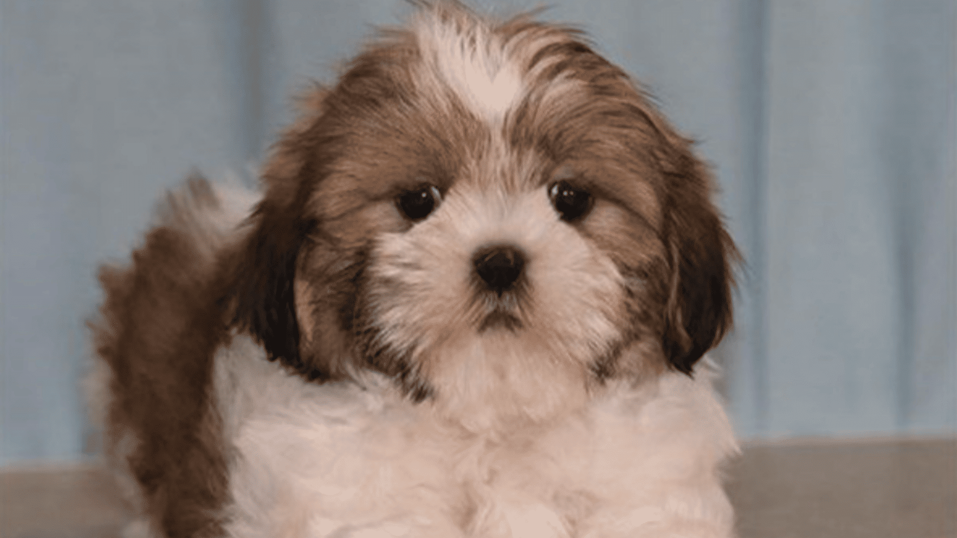 fluffy brown and white puppy lying down indoors looking at the camera with soft fur and a light blue background