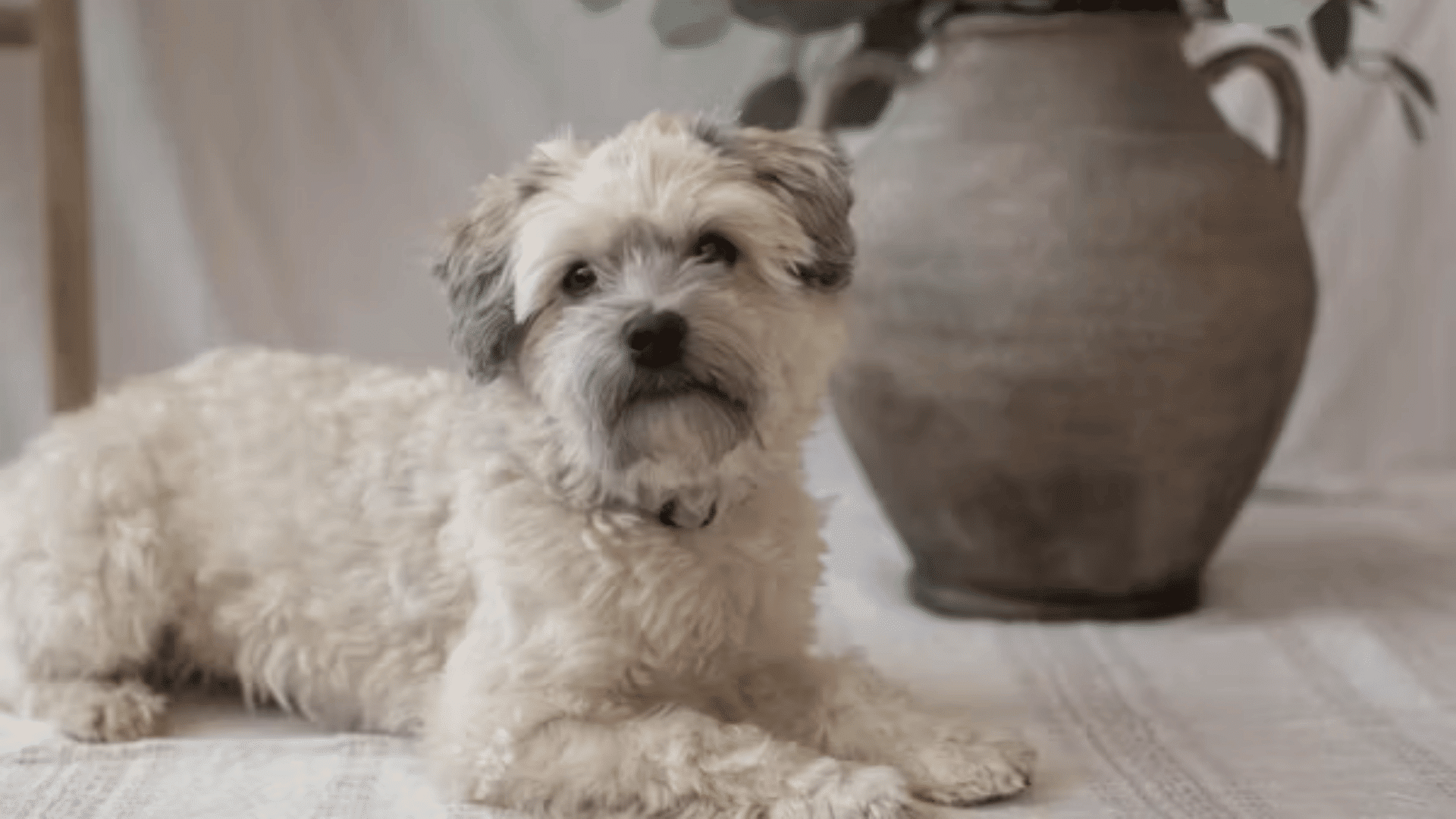 fluffy cream colored dog lying indoors beside a large decorative vase