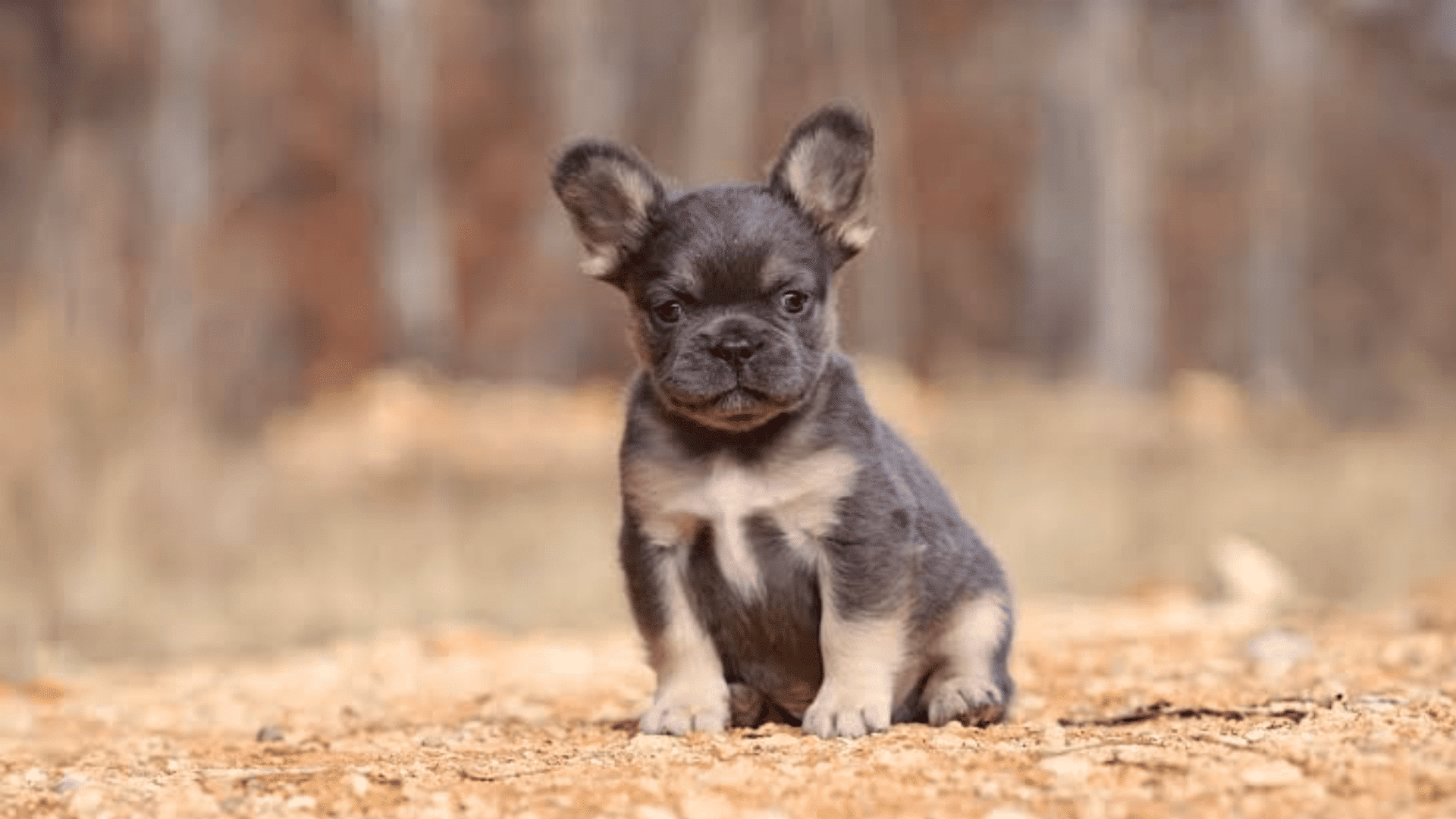 fluffy french bulldog puppy sitting outdoors with large upright ears and a soft blue gray coat looking at the camera