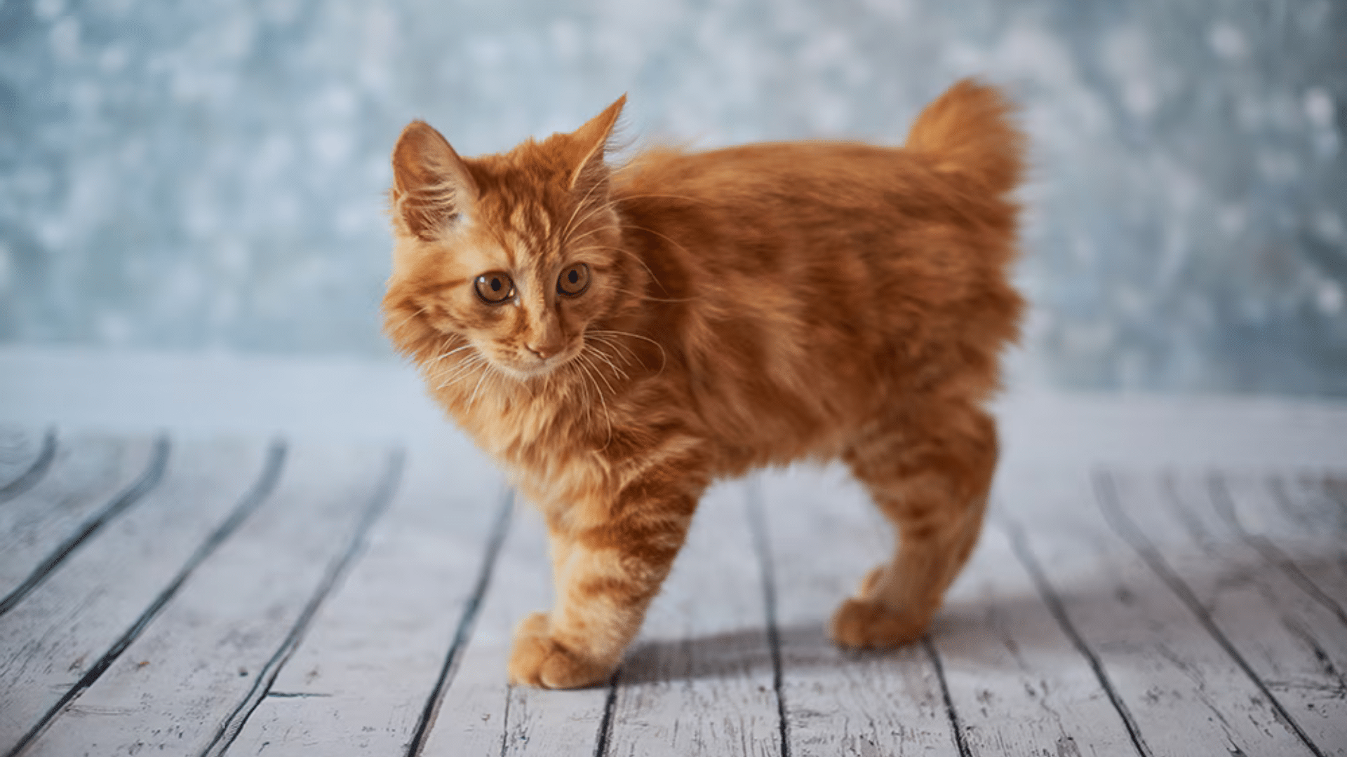 fluffy orange american bobtail kitten with a naturally short tail standing on a wooden floor against a soft blue background