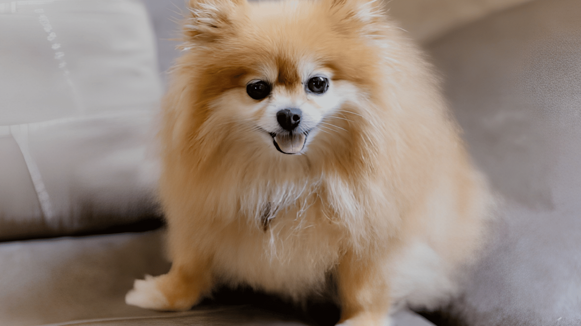 fluffy pomeranian dog standing on a couch with tongue out and alert expression