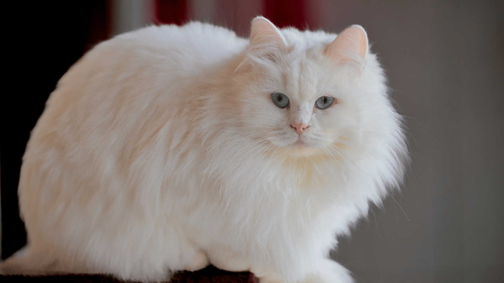 fluffy white long haired cat with bright blue eyes sitting calmly on a wooden surface indoors