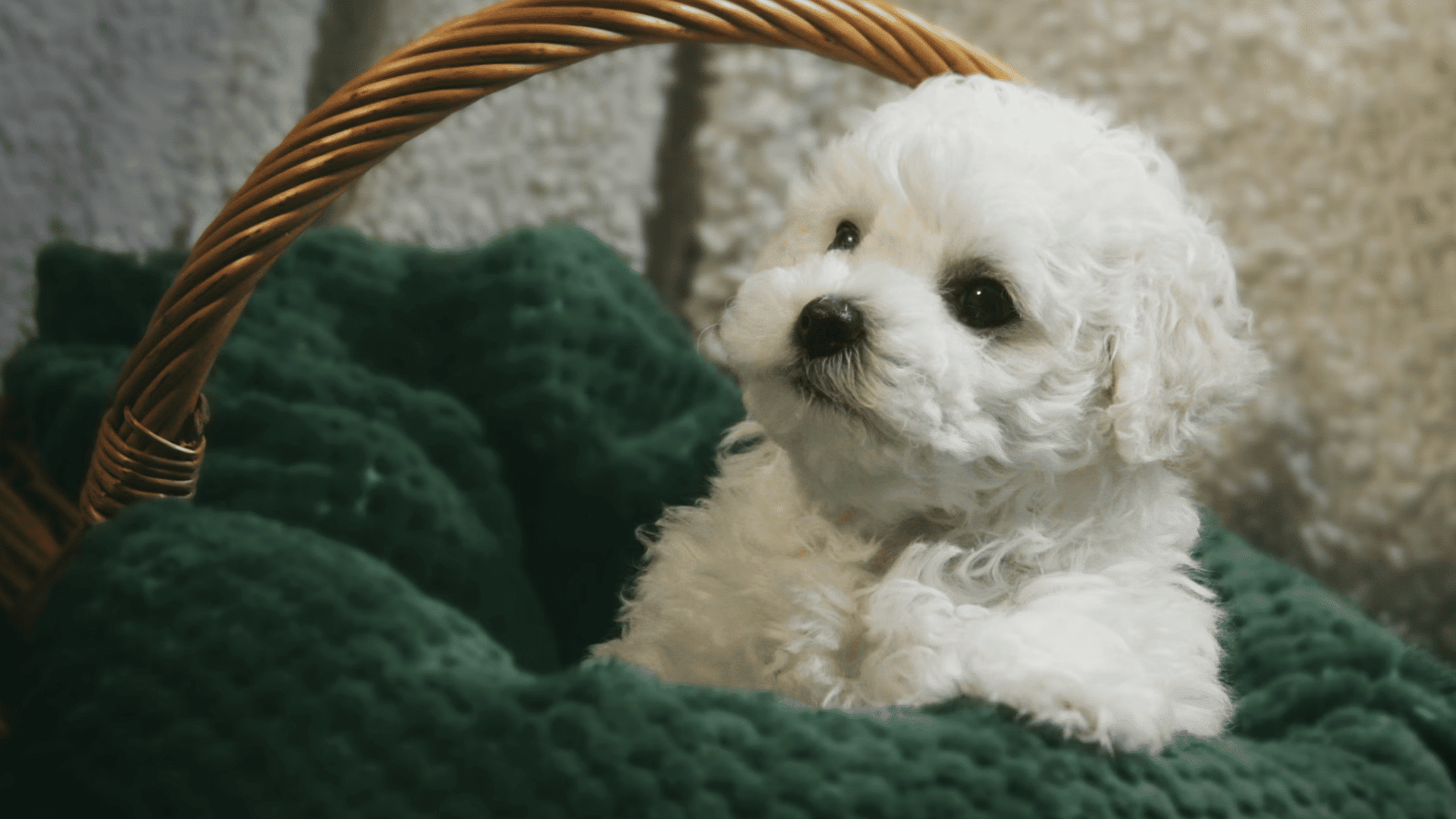 fluffy white puppy resting in a wicker basket with a soft green blanket