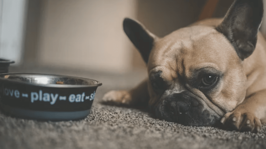 french bulldog lying beside a food bowl on a carpet with a sleepy expression