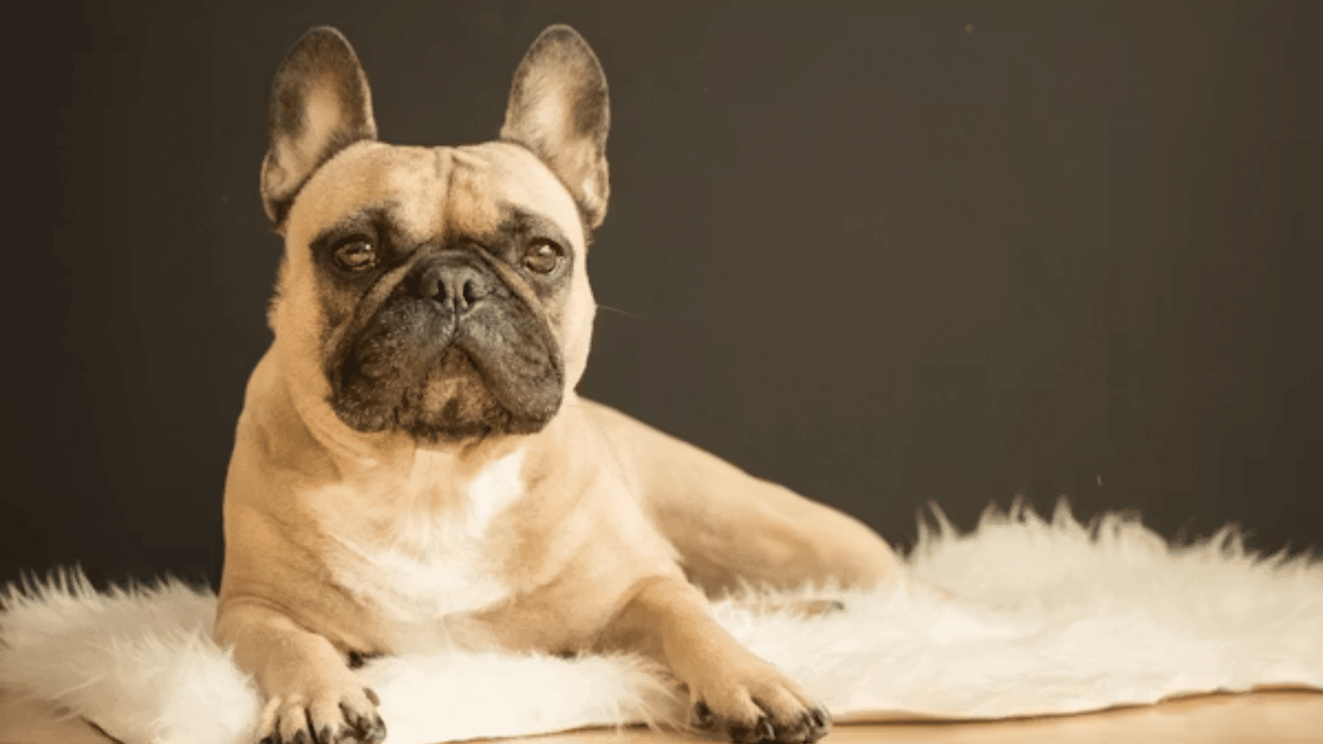 french bulldog lying on a soft white rug against a dark background
