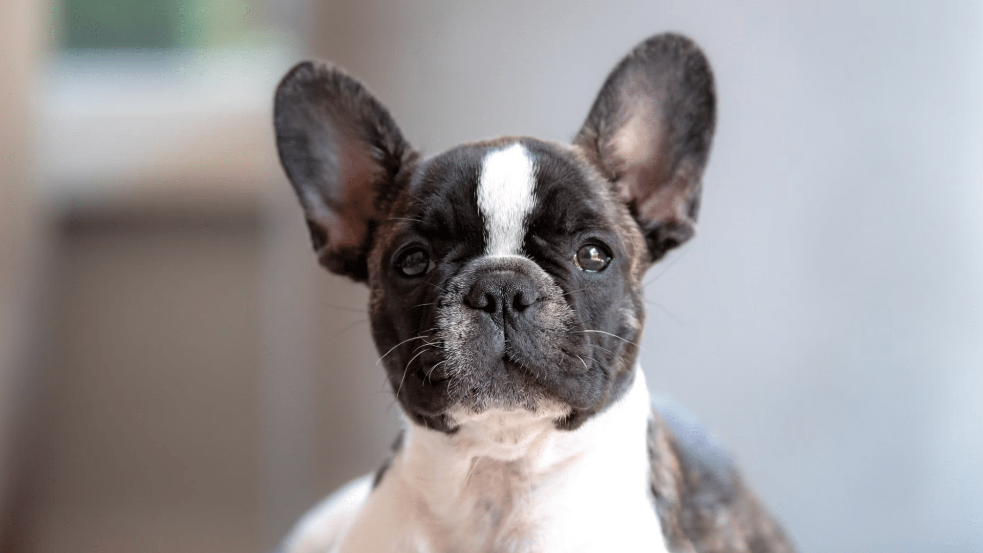 french bulldog puppy sitting indoors looking directly at the camera with alert ears and bright eyes