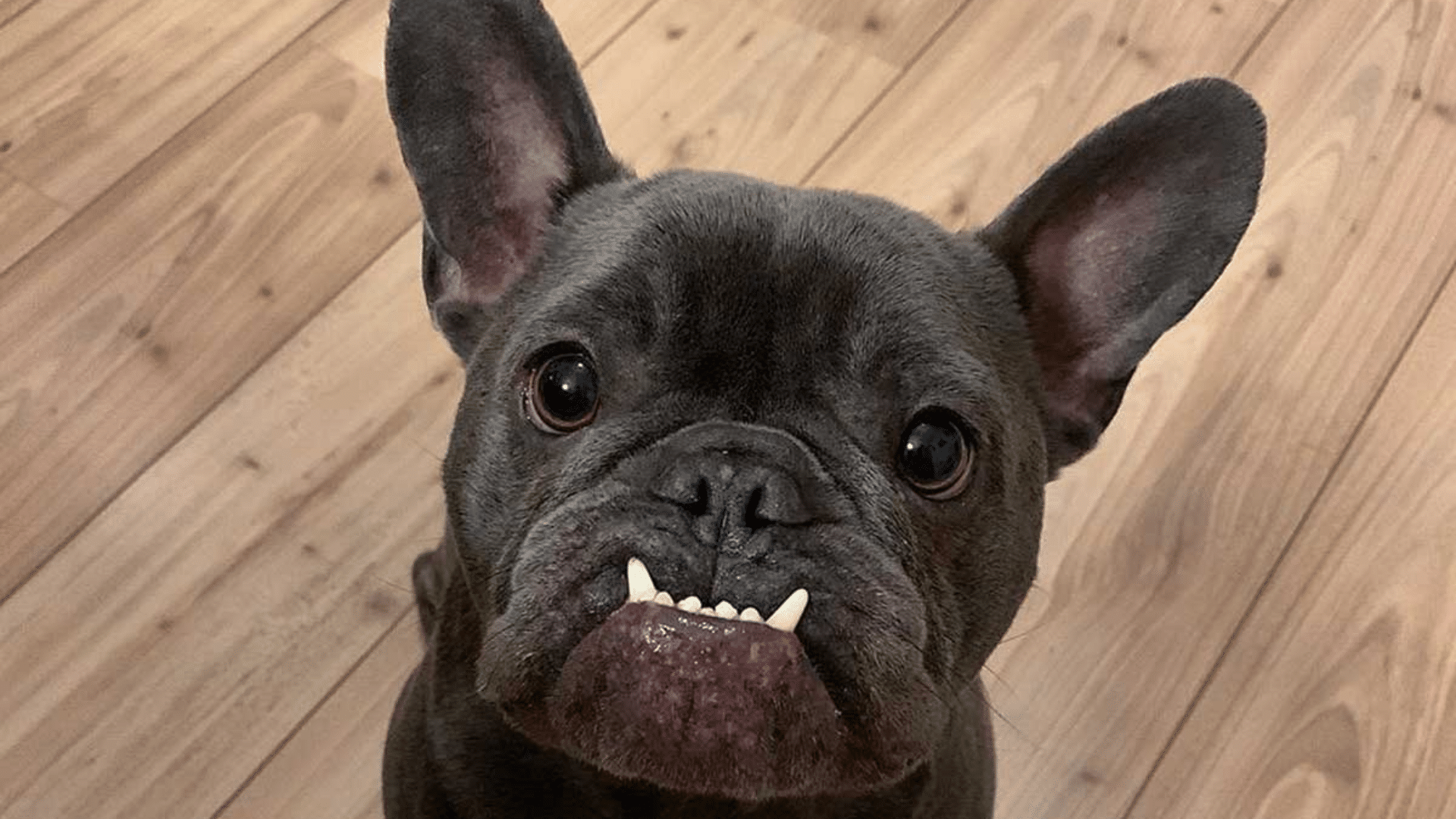 french bulldog with a pronounced underbite and visible lower teeth sitting on a wooden floor looking up at the camera with alert ears