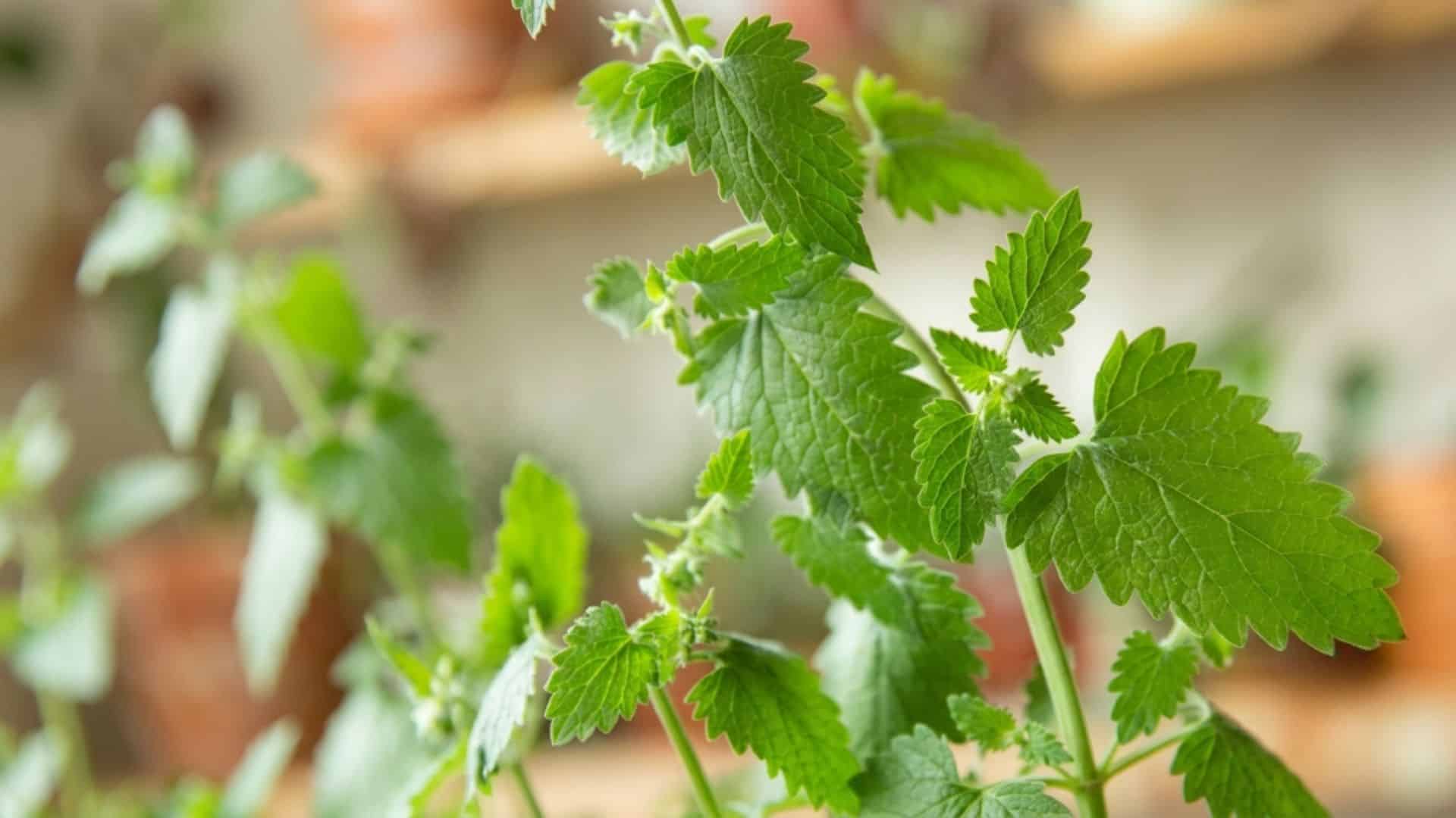 fresh catnip plant with bright green serrated leaves growing on slender stems against a softly blurred indoor background