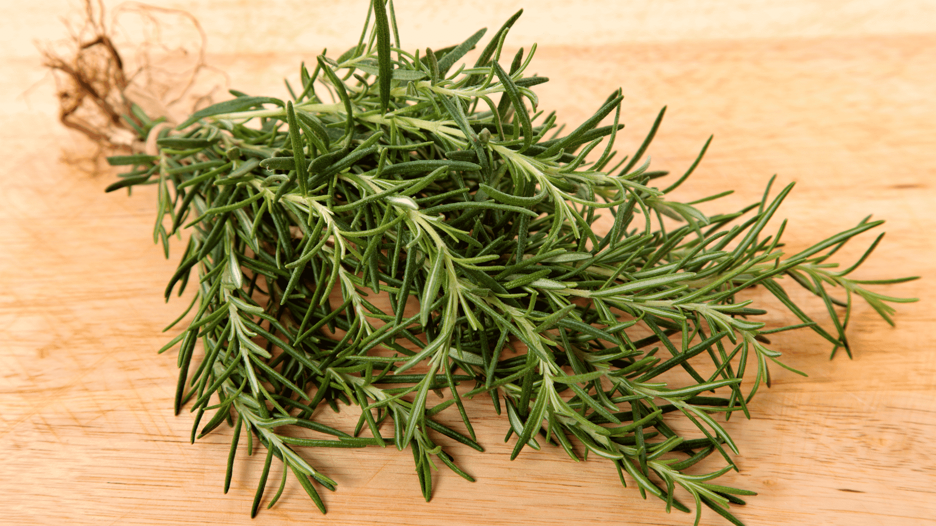 fresh rosemary sprigs bundled together with roots resting on a wooden surface ready for cooking or herb preparation
