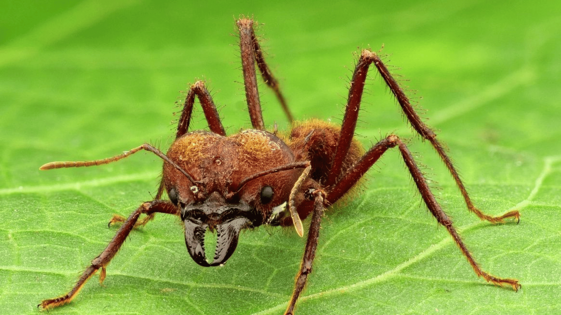 giant rainforest ant with powerful mandibles standing on a green leaf showing detailed body texture and long legs in close view