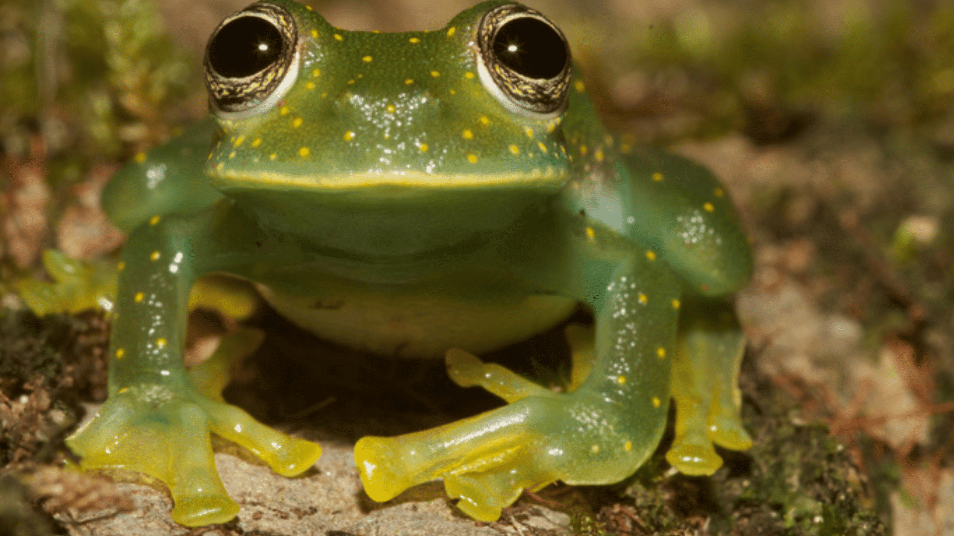 glass frog resting on a forest floor displaying translucent green skin large dark eyes and delicate yellow limbs in nature