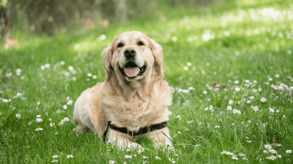 golden retriever lying in green grass with small white flowers looking toward camera with tongue out