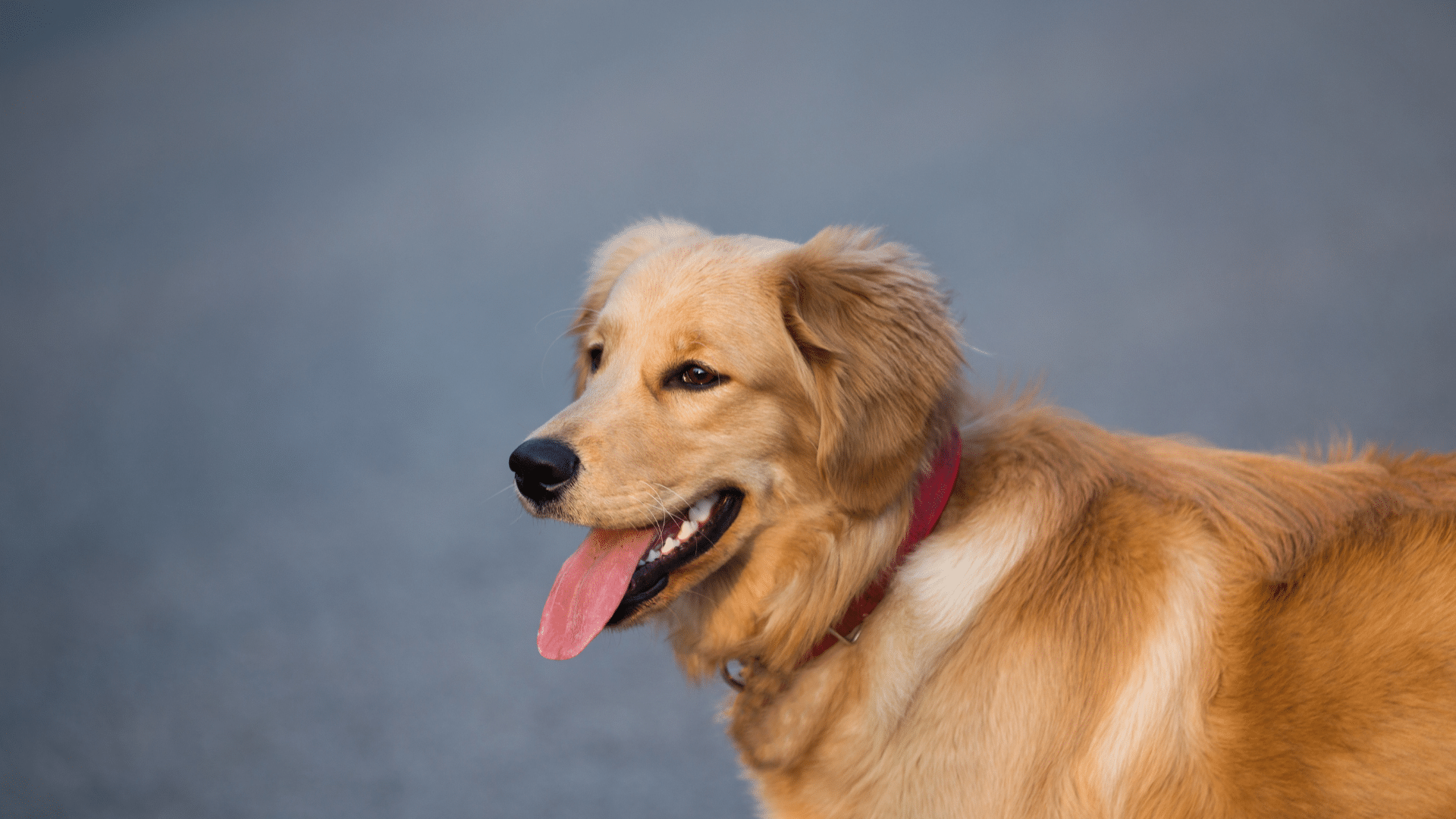 golden retriever panting with tongue out wearing a red collar representing a dog that may be affected by hookworms