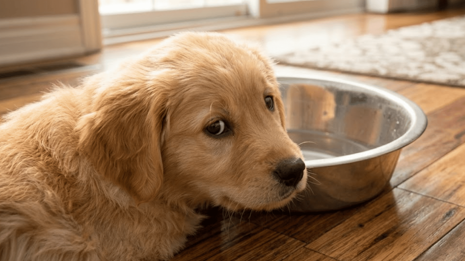 golden retriever puppy lying beside a metal water bowl on a wooden floor looking up with a gentle curious expression