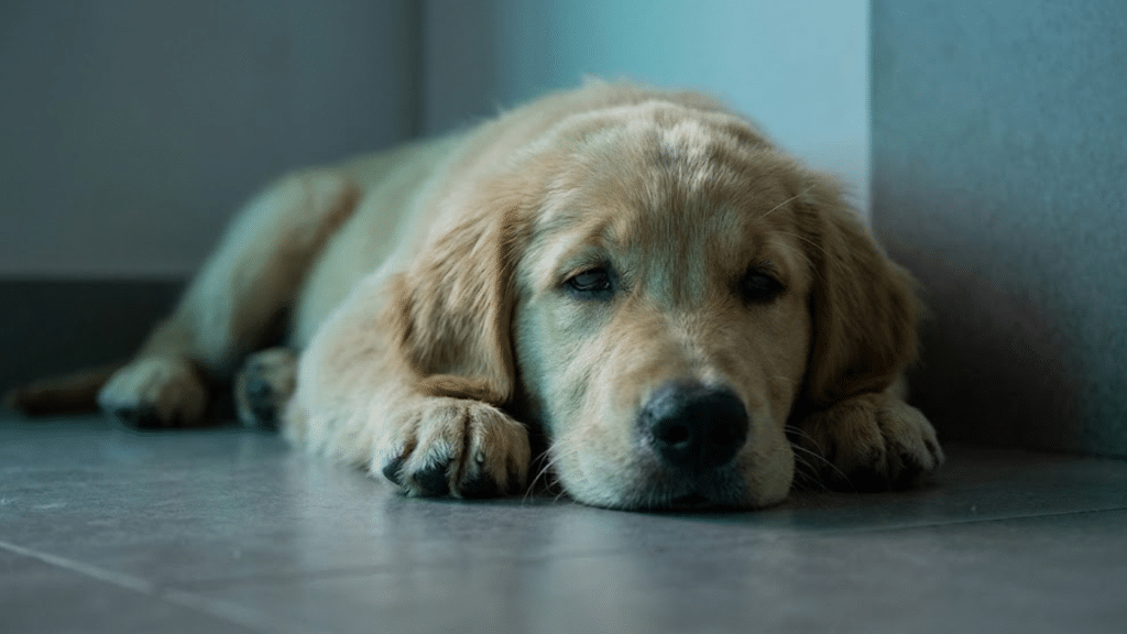 golden retriever puppy lying on a tiled floor with head resting on its paws looking tired in a quiet indoor space