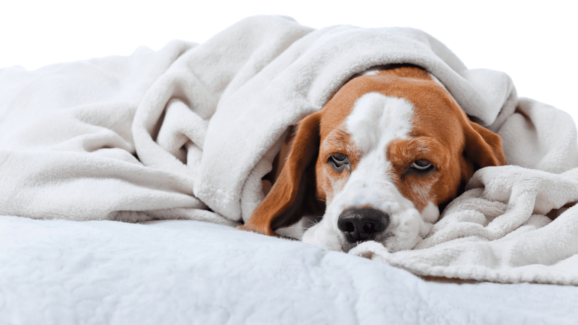golden retriever puppy lying on a tiled floor with head resting on its paws looking tired in a quiet indoor space