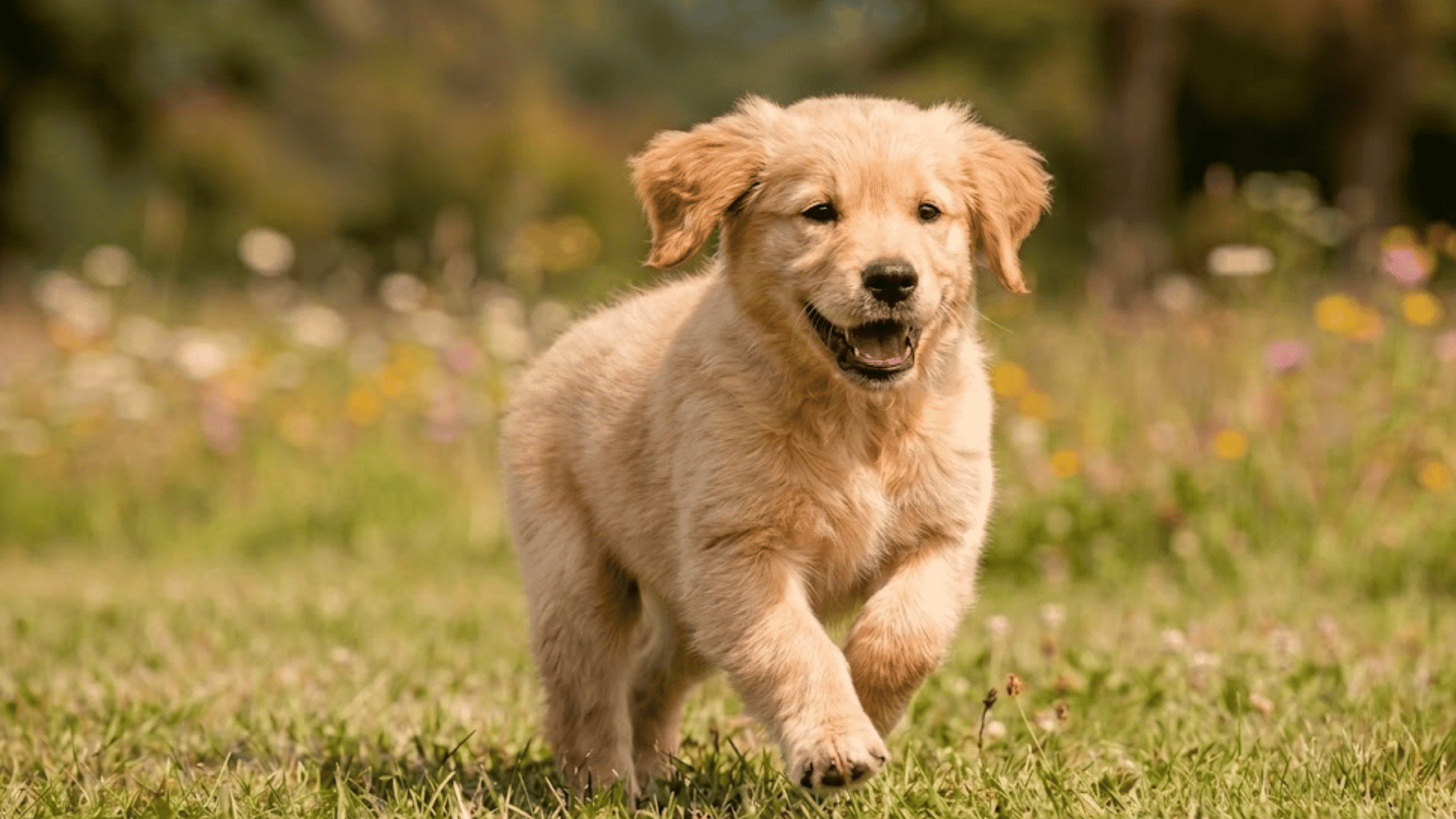 golden retriever puppy running across a grassy meadow with a happy expression surrounded by wildflowers and trees (2)